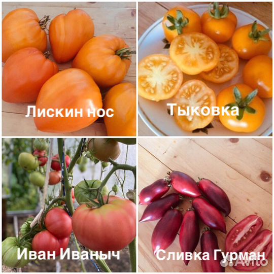 Семена коллекционных томатов