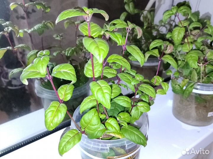 Фуксия сортовая