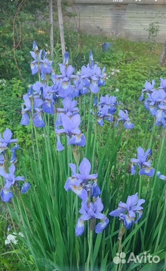 Ирис