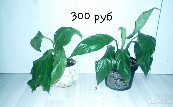 Спатифиллум