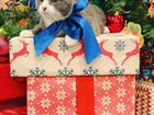 Котёнок мальчик метис русской голубой объявление продам