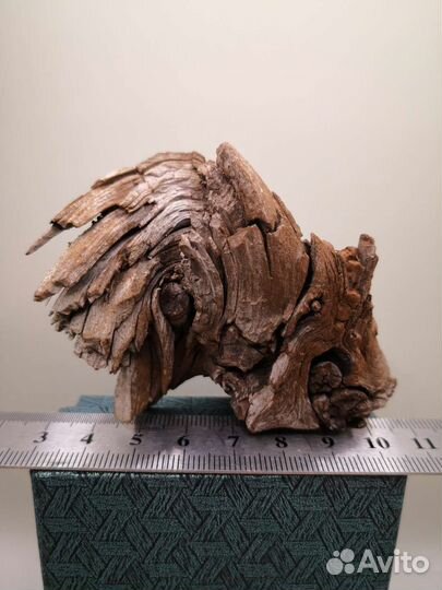 Лигнит, ископаемая древесина. Липовское, Урал