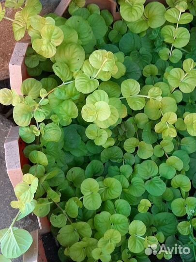 Вербейник монетчатый