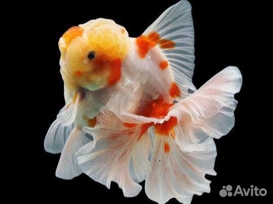Аквариумные рыбки