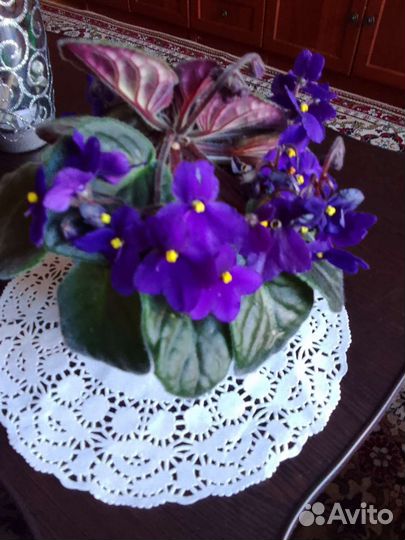 Фиалки цветущие в горшке
