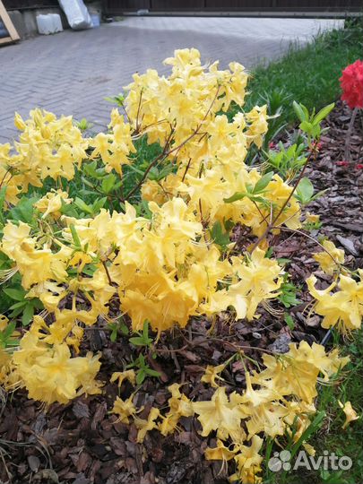 Листопадные рододендроны