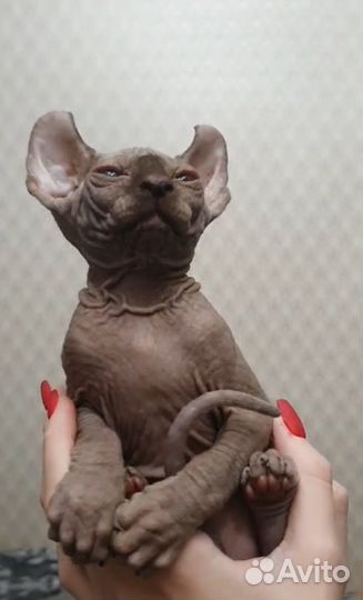 Канадский сфинкс эльф котенок