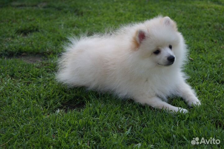 Мальчик померанского шпица- 3 месяца
