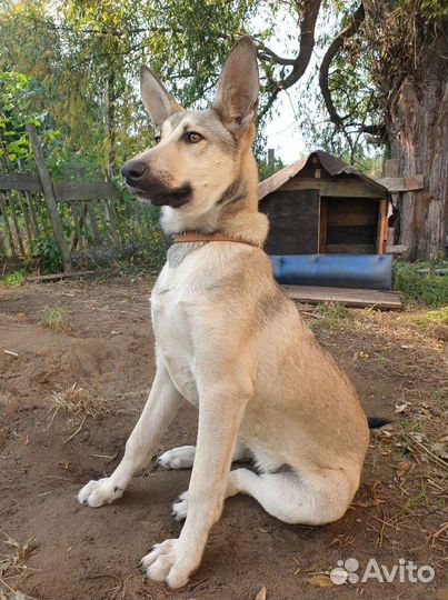 Щенок мальчик