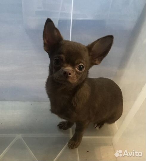 Чихуахуа шоколадный Бравый
