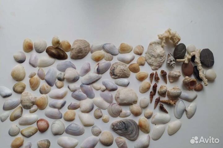 Черноморские ракушки