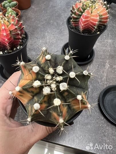 Гимнокалициум вариегатный