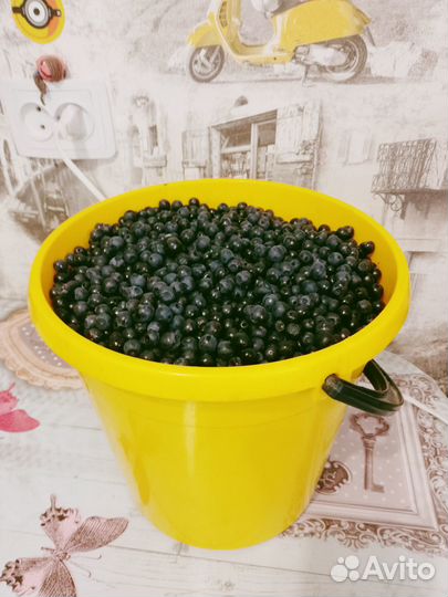 Продам чернику