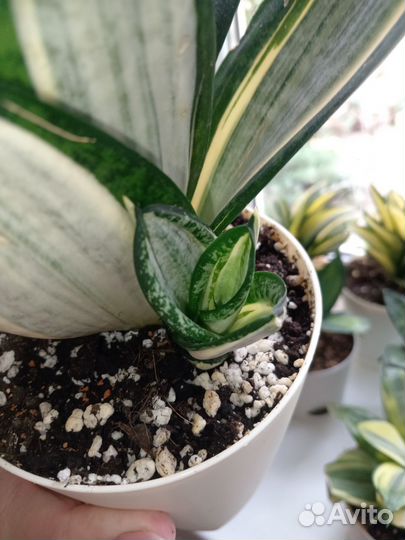 Сансевиерия ханни Сильвер Зебра