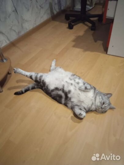 Гостиница для собак и кошек