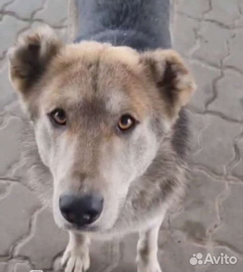 Миша ждёт поддержки доброго человека