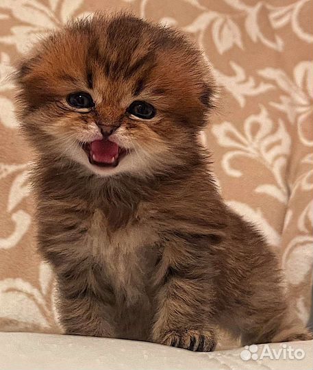 Шотландские котята