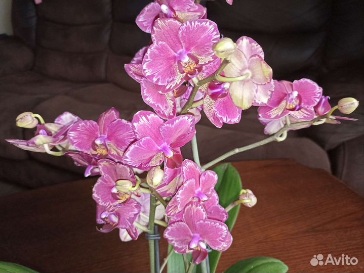 Орхидея фаленопсис