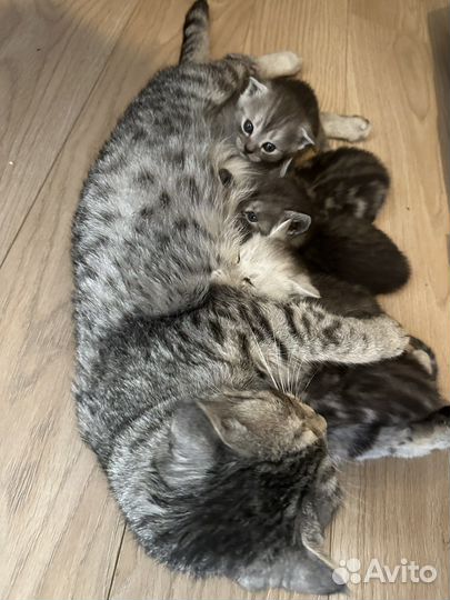 Британцы котята