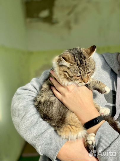 Отдам в добрые руки