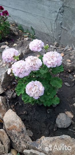 Пеларгония