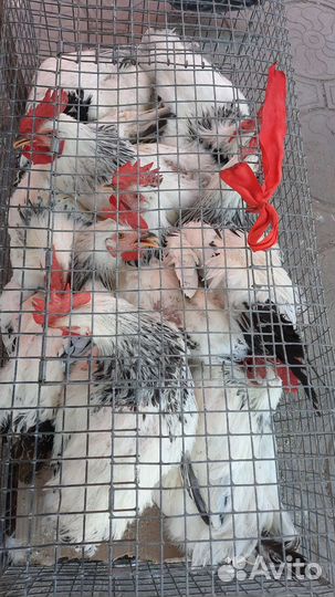 Молодые куры