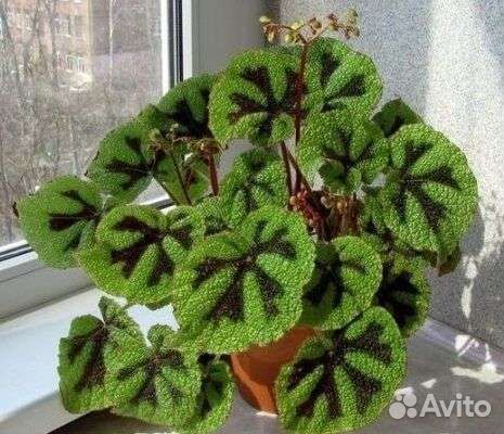 Хойя карноза