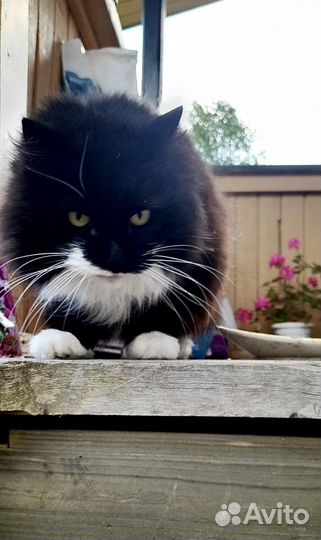 Кошка мышелов