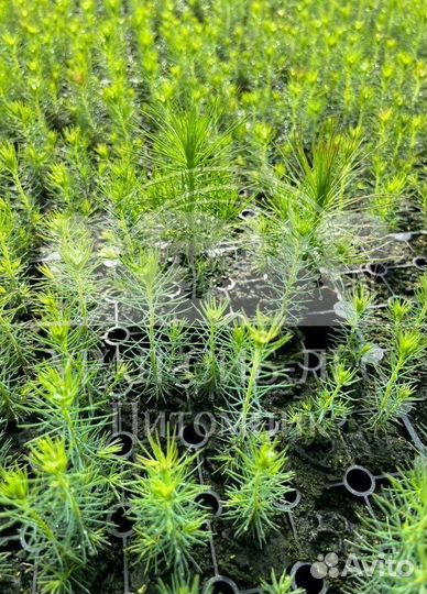 Зкс Сосна сеянцы Ели Лиственницы окс Голуб Горная