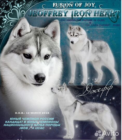 Хаски Jeff вязка