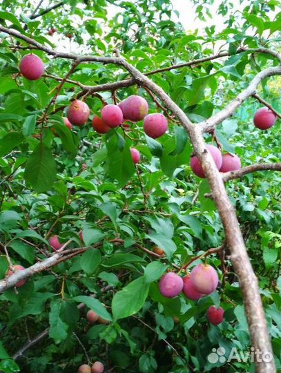 Декоративные кустарники