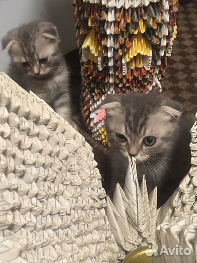 Шотландские котята