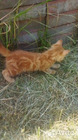 Рыжий котенок, метис купить в Симферополе  объявление продам