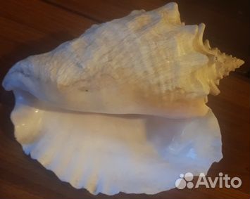 Большая декоративная раковина