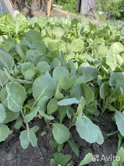 Рассада капусты