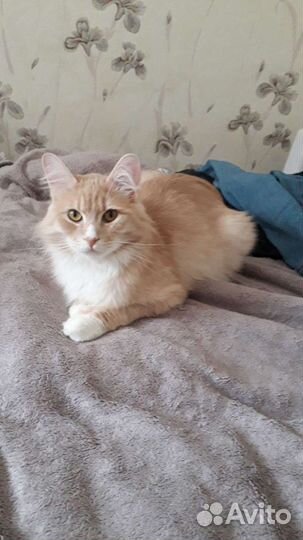 Гостиница для животных в квартире и частном доме