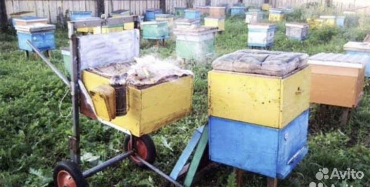 Пчелы и улья