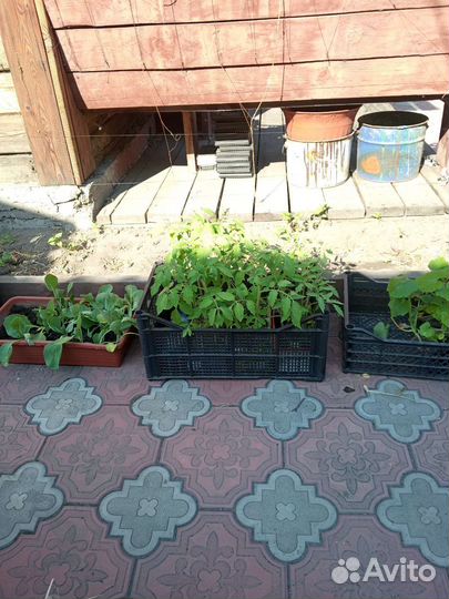 Рассада помидоров томатов