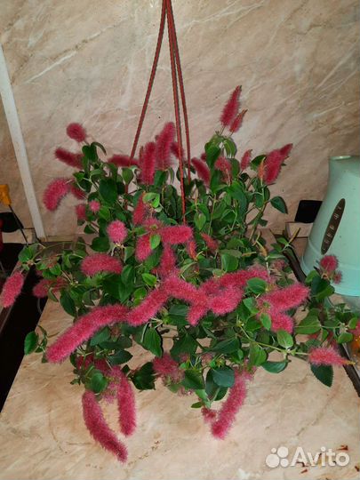 Ампельные растения. Акалифа, Традесканция и др