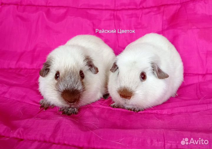 Морская свинка