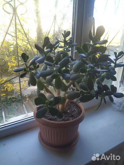 Денежное дерево