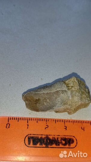 Окаменелости