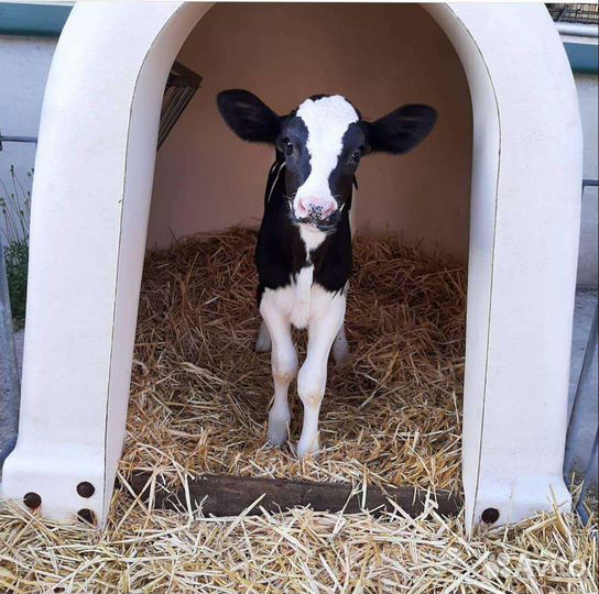 Телята бычки тёлки