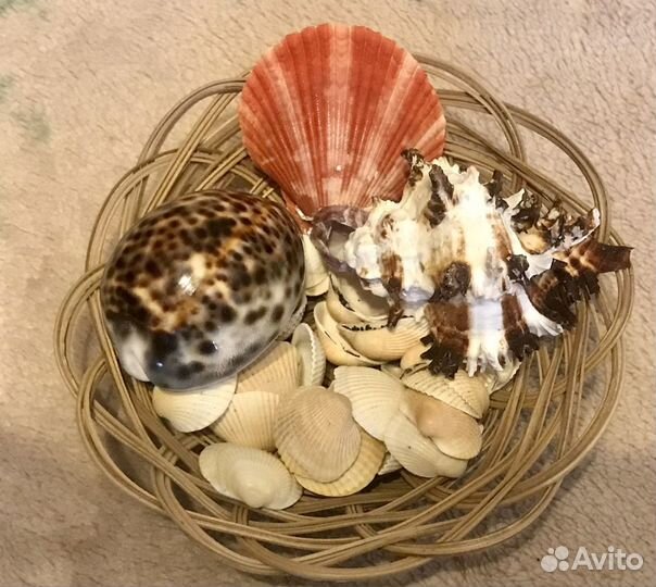 Ракушки и камешки