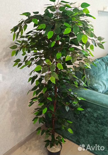 Искусственное дерево, фикус Бенджамина