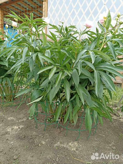 Пионы саженцы