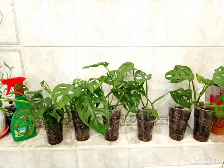 Монстера манки