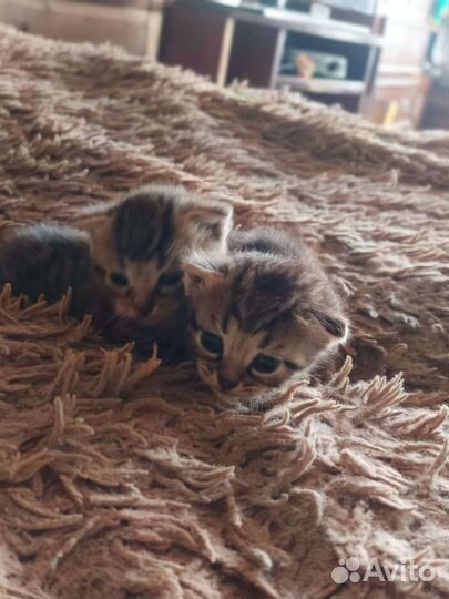 Вислоухие котята бесплатно