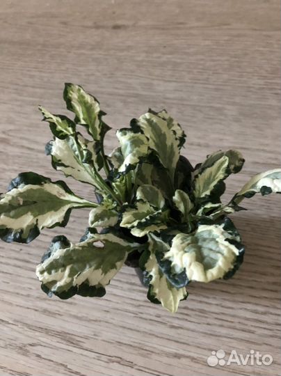 Живучка ползучая сортовая