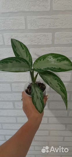 Аглаонема сильвер бей